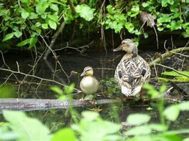 grouchy-oiseaux