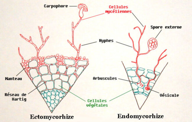 schema-coupe-mycorhizes
