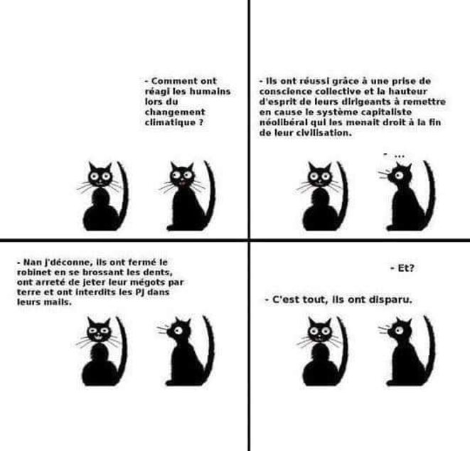 ChatNoir ChatNoir