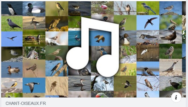 chants-doiseaux-liste