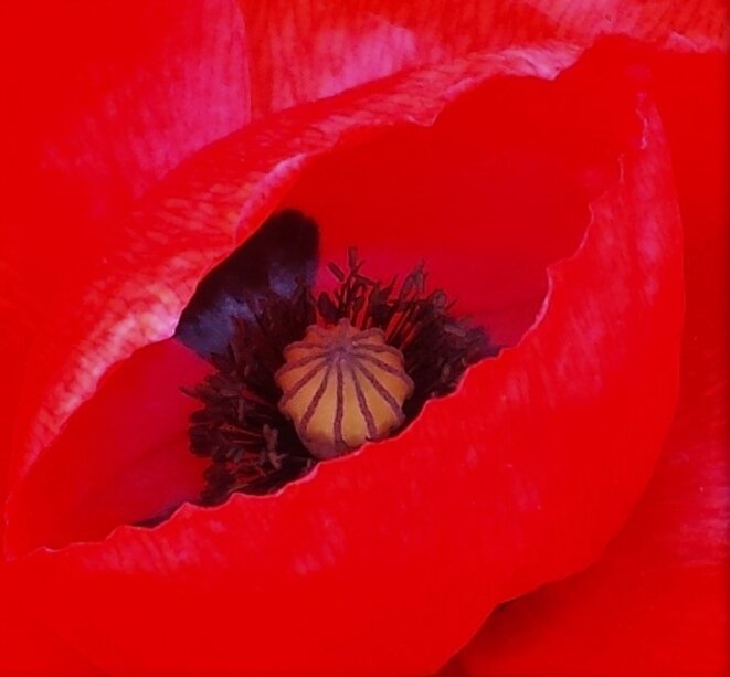 coeur-de-coquelicot