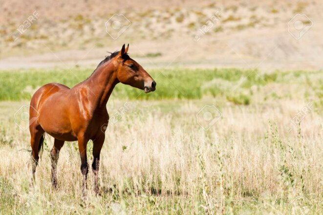 68173827-sauvage-mustang-cheval-dans-le-de-sert-du-nevada