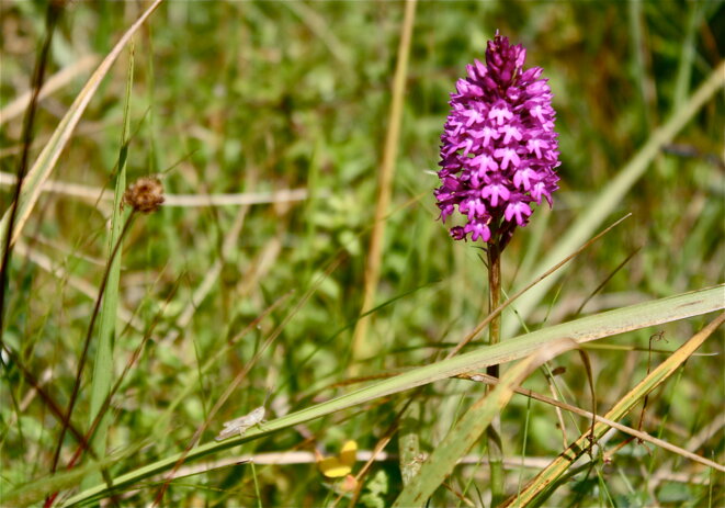 L'orchis et le criquet © Patrice Morel (juin 2019) L'orchis et le criquet © Patrice Morel (juin 2019)