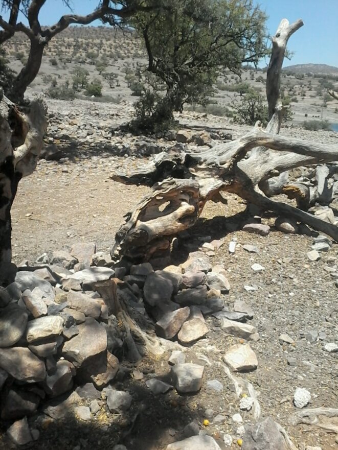 Maroc: l'industriel LafargeHolcim s'attaque au mythique arganier