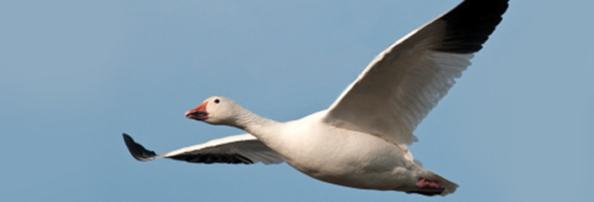 a0