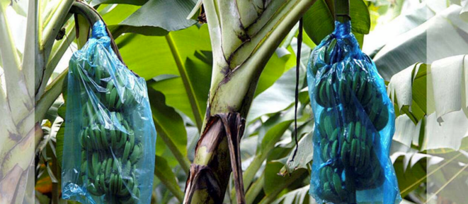 Une bananeraie en Guadeloupe en 2002. (Charles Platiau/Reuters) Une bananeraie en Guadeloupe en 2002. (Charles Platiau/Reuters)