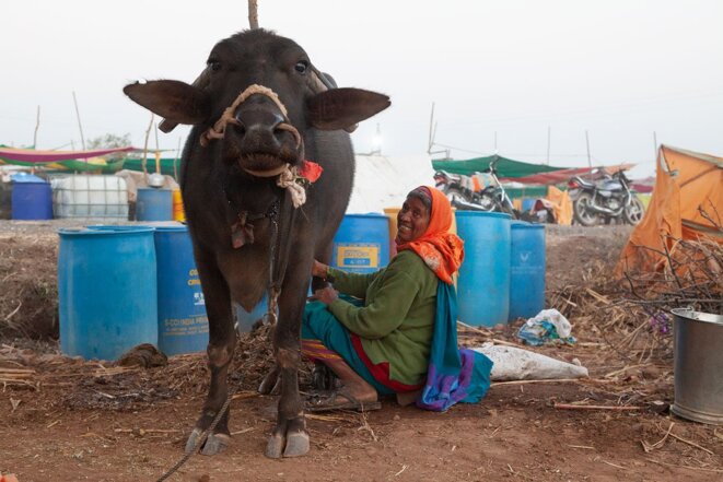 Lilabai Virkar en train de traire sa bufflonne à Satara, dans le Maharashtra (Inde), en février 2019. (Photo : Medha Kale, People's Archive of Rural India) Lilabai Virkar en train de traire sa bufflonne à Satara, dans le Maharashtra (Inde), en février 2019. (Photo : Medha Kale, People's Archive of Rural India)