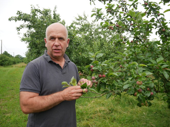 Christophe Bitauld est un producteur bio de pommes à cidre installé en Ille-et-Vilaine. © SD