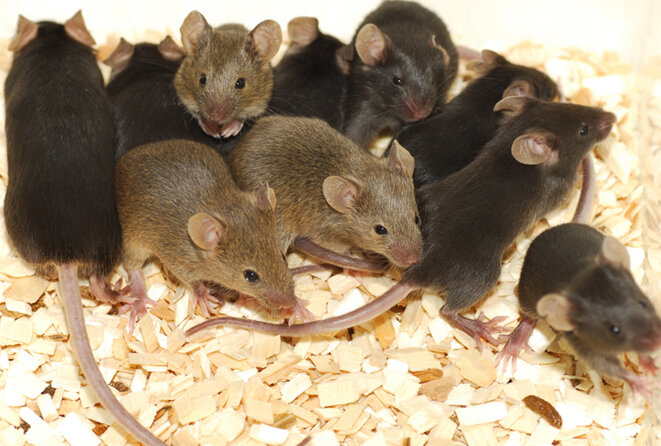 Réaction intestinale : Des souris présentant une mutation dans un gène de l’autisme appelé NLGN3 pourraient manifester des déficits sociaux, ainsi que des changements dans leur appareil digestif. © Floris Slooff / shutterstock.com Réaction intestinale : Des souris présentant une mutation dans un gène de l’autisme appelé NLGN3 pourraient manifester des déficits sociaux, ainsi que des changements dans leur appareil digestif. © Floris Slooff / shutterstock.com