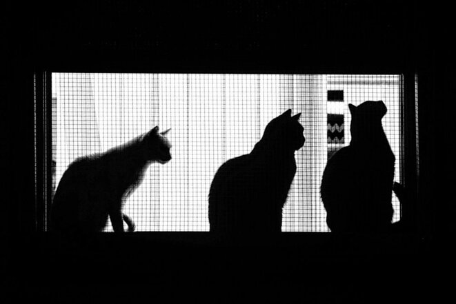 Trois chats © Luna TMG Trois chats © Luna TMG