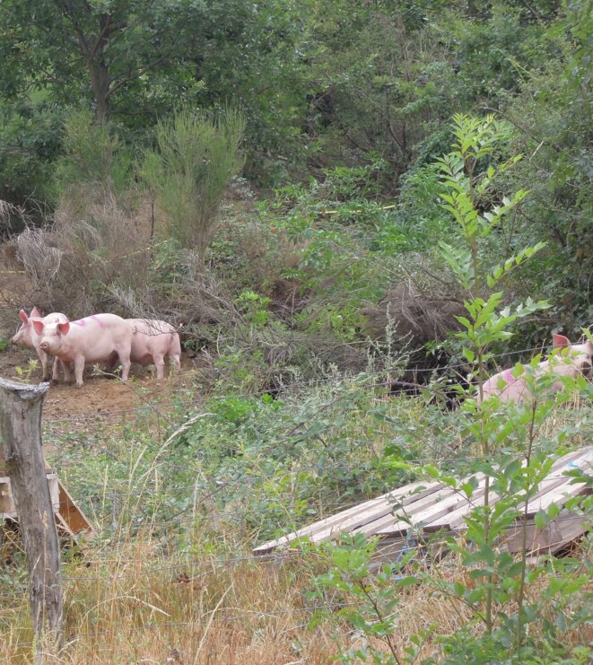 cochon-en-arde-che