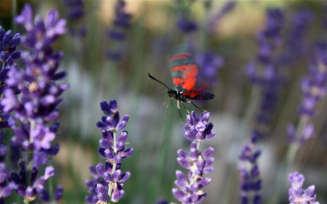 Cherchez la petite bête !