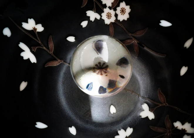 Minute papillon © Luna TMG Minute papillon © Luna TMG