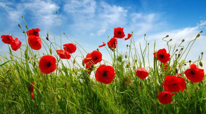 36593-charlie-hebdo-lance-appel-coquelicots-fin-pesticides
