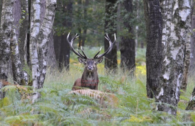 Le cerf, qu'il soit de Sologne, ou comme ici de Rambouillet, est le fil rouge du roman magnifique de Maurice Genevoix : "La Dernière Harde" © Lorenzo (reproduction interdite) Le cerf, qu'il soit de Sologne, ou comme ici de Rambouillet, est le fil rouge du roman magnifique de Maurice Genevoix : "La Dernière Harde" © Lorenzo (reproduction interdite)