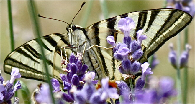 Le Machaon, sur mes plates-bandes ... © Patrice Morel (Août 2019) Le Machaon, sur mes plates-bandes ... © Patrice Morel (Août 2019)