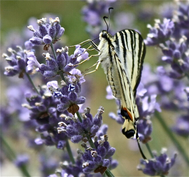 Le Machaon se tient toujours bien droit ! © Patrice Morel (Août 2019) Le Machaon se tient toujours bien droit ! © Patrice Morel (Août 2019)