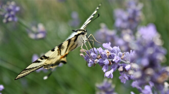 Le Machaon trompe énormément ! © Patrice Morel (août 2019) Le Machaon trompe énormément ! © Patrice Morel (août 2019)
