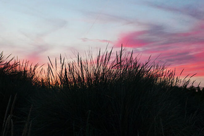camargue