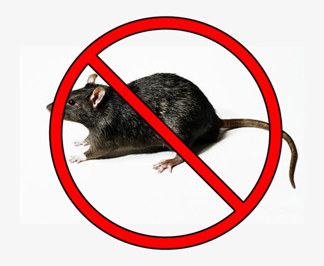 eradiction-rats-sevran