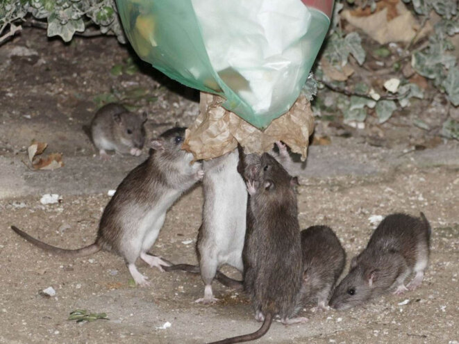 rats-poubelle