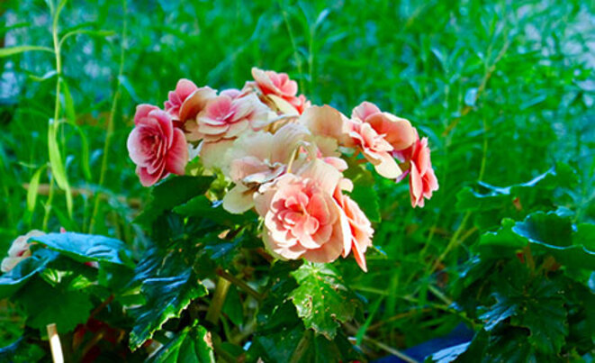 begonias