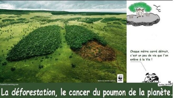la-deforestation-et-le-cancer-des-homo-sapiens
