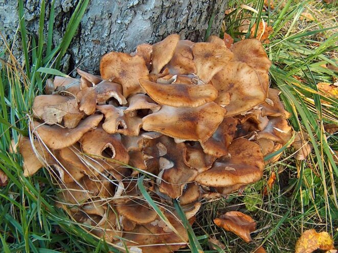 800px-armillaria-mellea-apple-tree