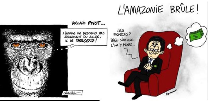 le-singe-et-les-especes