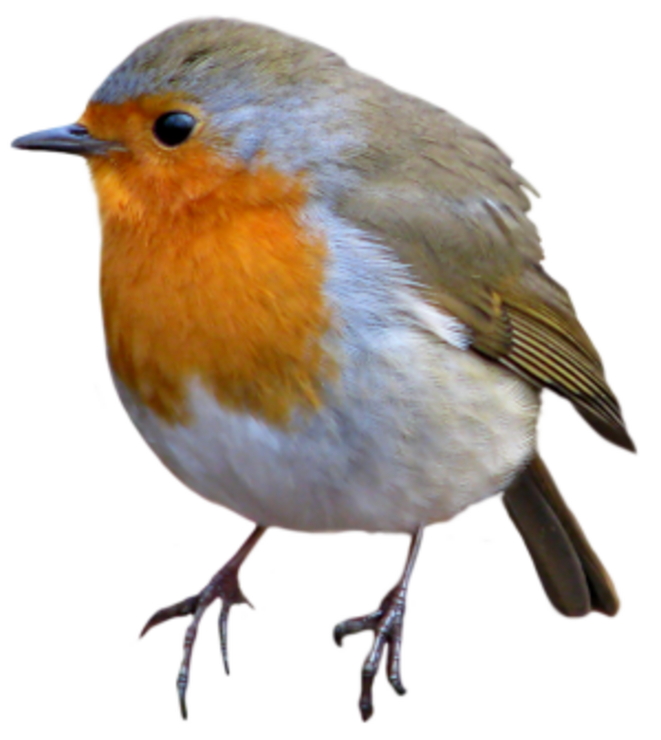 oiseau-300