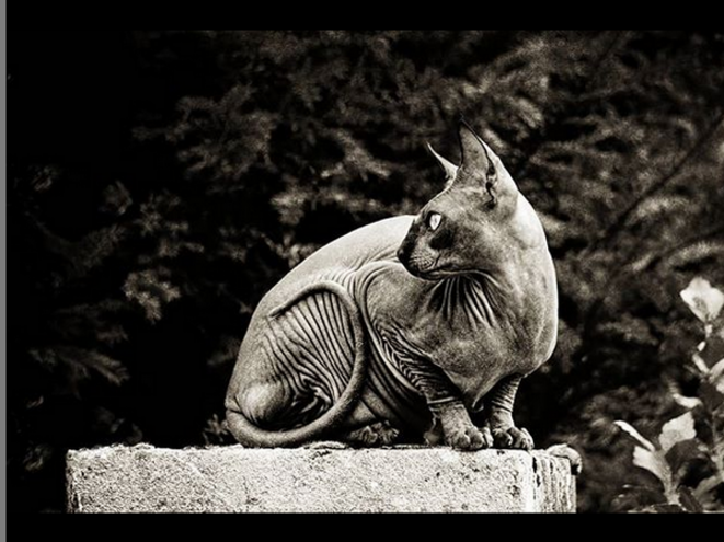 Sphynx © Luna TMG Sphynx © Luna TMG