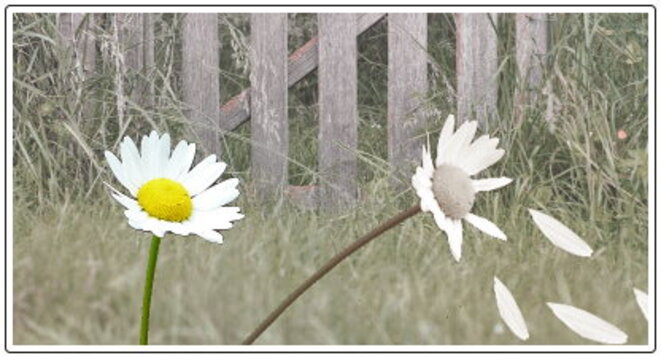 Amour, sévices et morgue