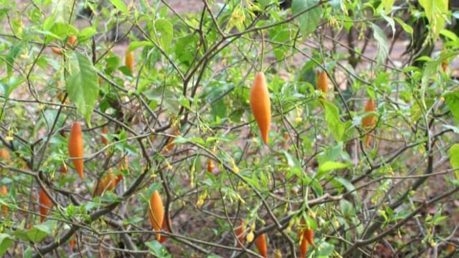 Plante dénommée Tabernanthe (Iboga) du Gabon Plante dénommée Tabernanthe (Iboga) du Gabon