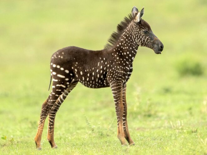 spotted-baby-zebra