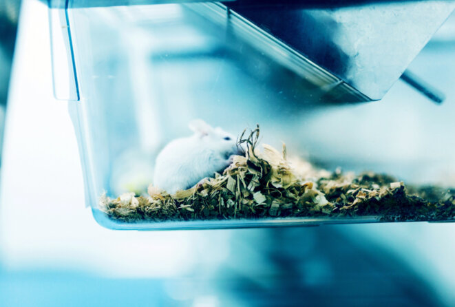 Petites maisons : les souris avec une mutation de SHANK3 bâtissent de plus petits nids que les contrôles. © jxfzsy / iStock Petites maisons : les souris avec une mutation de SHANK3 bâtissent de plus petits nids que les contrôles. © jxfzsy / iStock