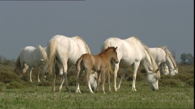 389332608-jument-cheval-de-camargue-troupeau-de-chevaux-cheval-sauvage