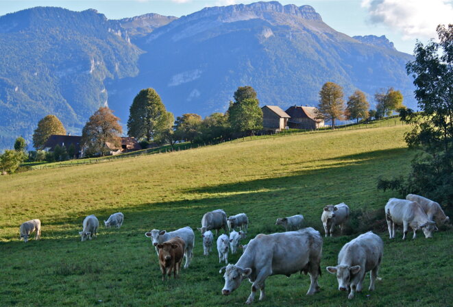 Vaches au pré, sous la Grande Sûre (Chartreuse) © Patrice Morel (octobre 2019) Vaches au pré, sous la Grande Sûre (Chartreuse) © Patrice Morel (octobre 2019)