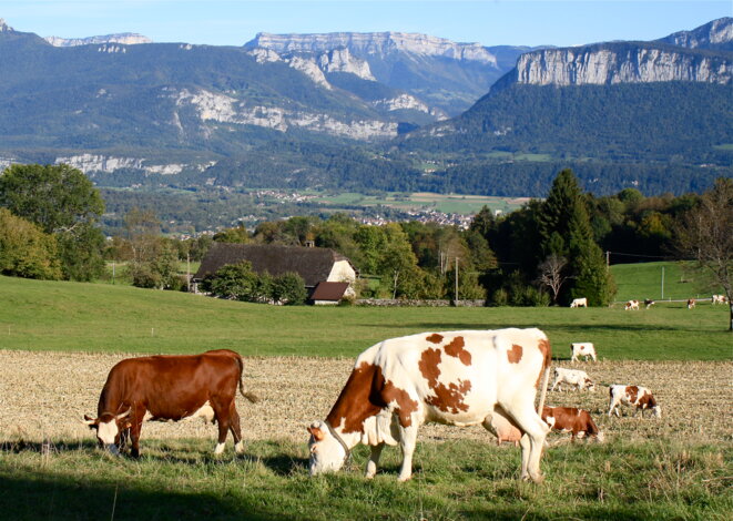 Sous l'âne et le boeuf