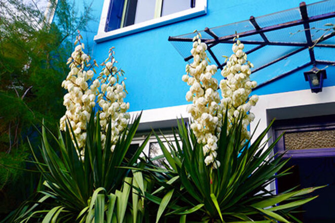 yucca