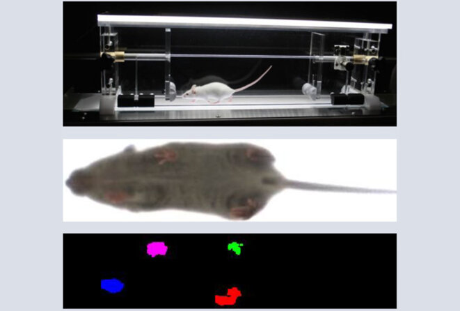 Grands pas : les souris modèles d’un trouble lié à l’autisme montrent un pas anormalement long dans la course. Grands pas : les souris modèles d’un trouble lié à l’autisme montrent un pas anormalement long dans la course.