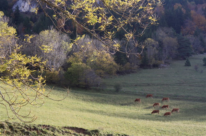 Vaches "villardes" au petit déjeuner © Patrice Morel (novembre 2019) Vaches "villardes" au petit déjeuner © Patrice Morel (novembre 2019)