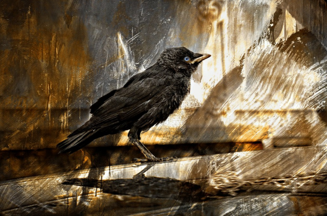 The Crow © Luna TMG The Crow © Luna TMG
