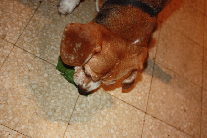 "Une chienne mangeuse de salade" © Claire Bonnefond "Une chienne mangeuse de salade" © Claire Bonnefond