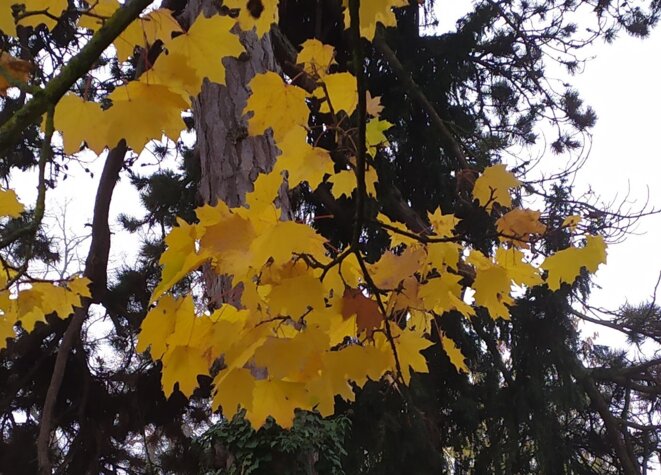 même sur les arbres il ya de l'or en ce moment © GTK même sur les arbres il ya de l'or en ce moment © GTK