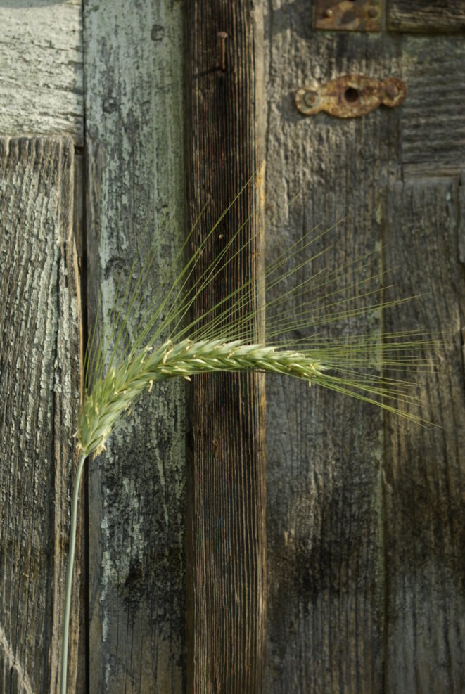 Une autre agriculture © Yves Guillerault Une autre agriculture © Yves Guillerault