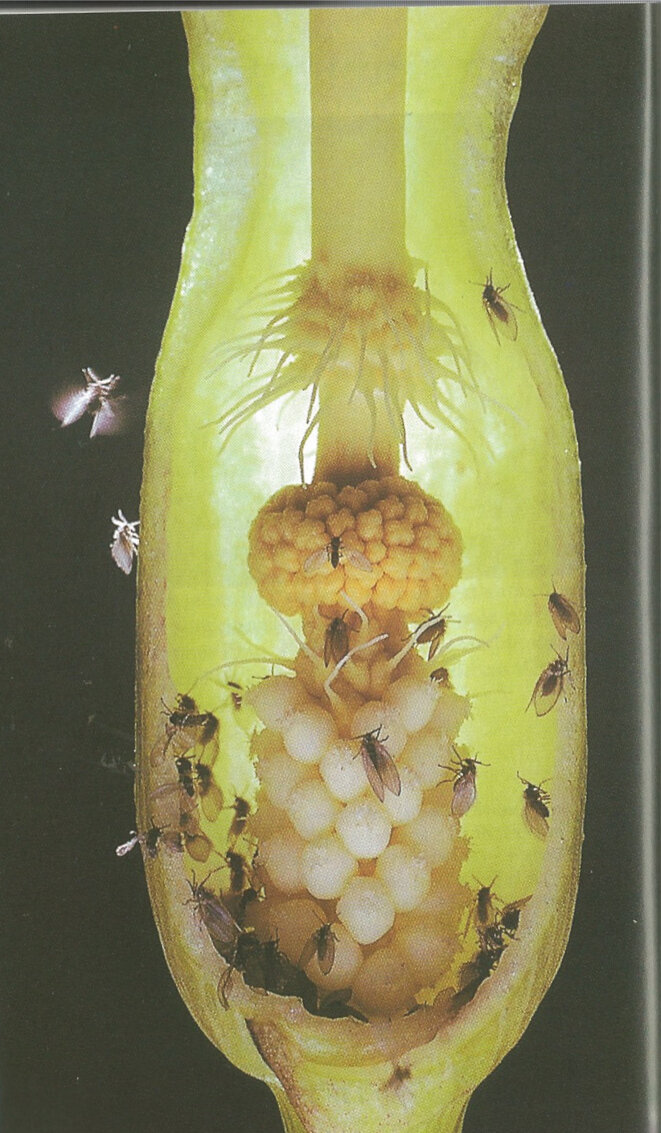fleur-arum