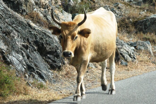 Cash cow: the Corsicana cattle breed native to Corsica. © Wikipédia