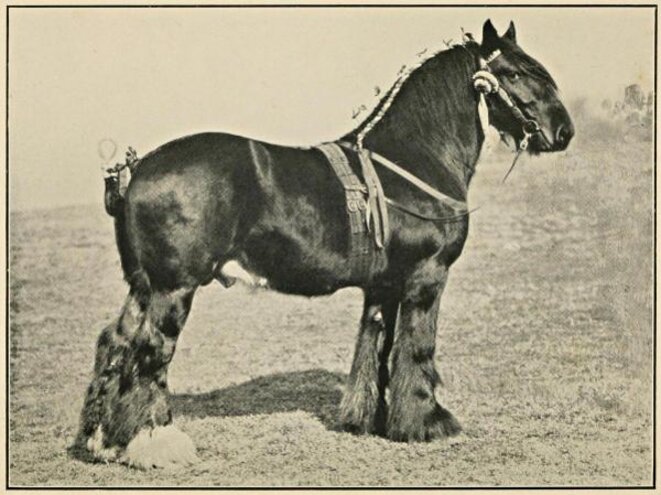 Un cheval de trait Un cheval de trait