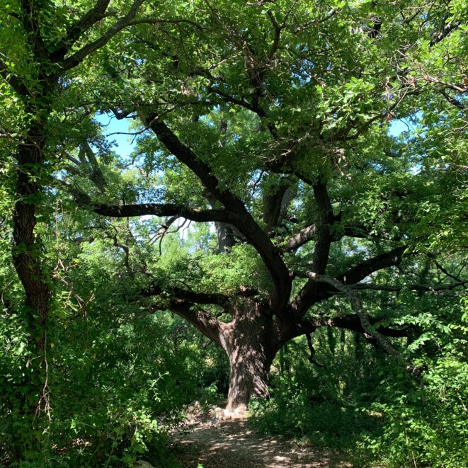 Ce chêne a 500 ans. Nos chaînes sont plus vieilles. © ET Ce chêne a 500 ans. Nos chaînes sont plus vieilles. © ET