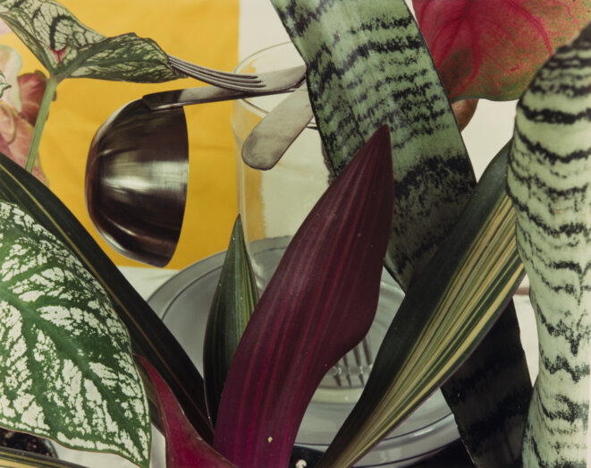 Jan Groover, "Sans titre", ca. 1978, Epreuve à développement chromogène, 36,7 x 46,3 cm © Musée de l'Elysée, Lausanne Fonds Jan Groover Jan Groover, "Sans titre", ca. 1978, Epreuve à développement chromogène, 36,7 x 46,3 cm © Musée de l'Elysée, Lausanne Fonds Jan Groover